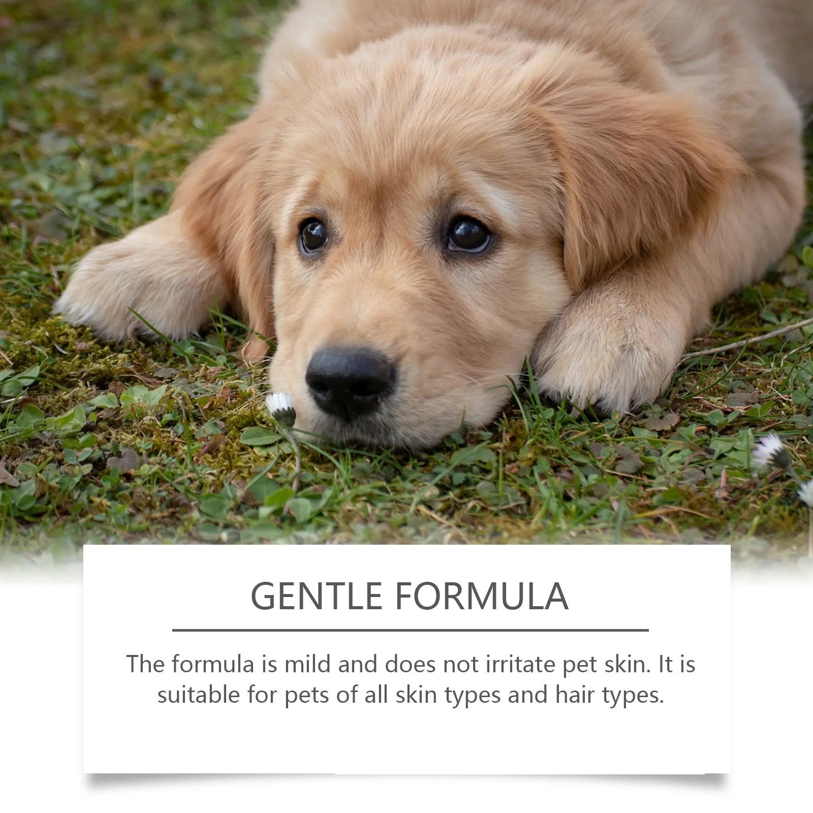 Pet Deodorant Natural Plant Formula Liquid Perfume